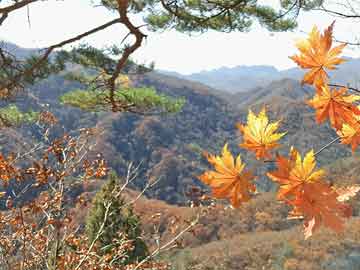 美国OTC市场必迈医药股价重挫16.67% 市值跌1.75万美元